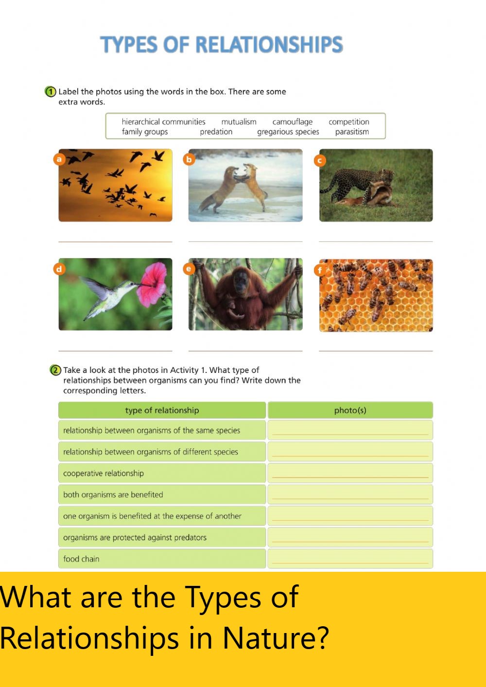 What are the Types of Relationships in Nature?